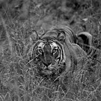 In Predatory Light